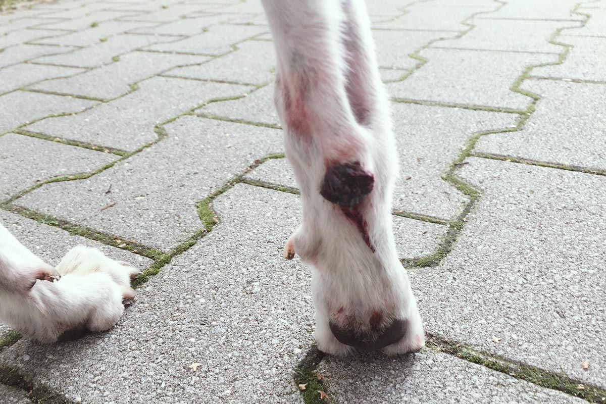 Mono, Whippet, Windhund, Ballen, Verletzung