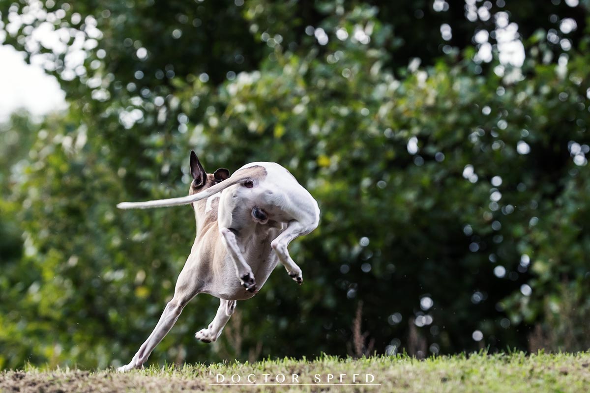 Mono, Whippet, Windhund, Jagd