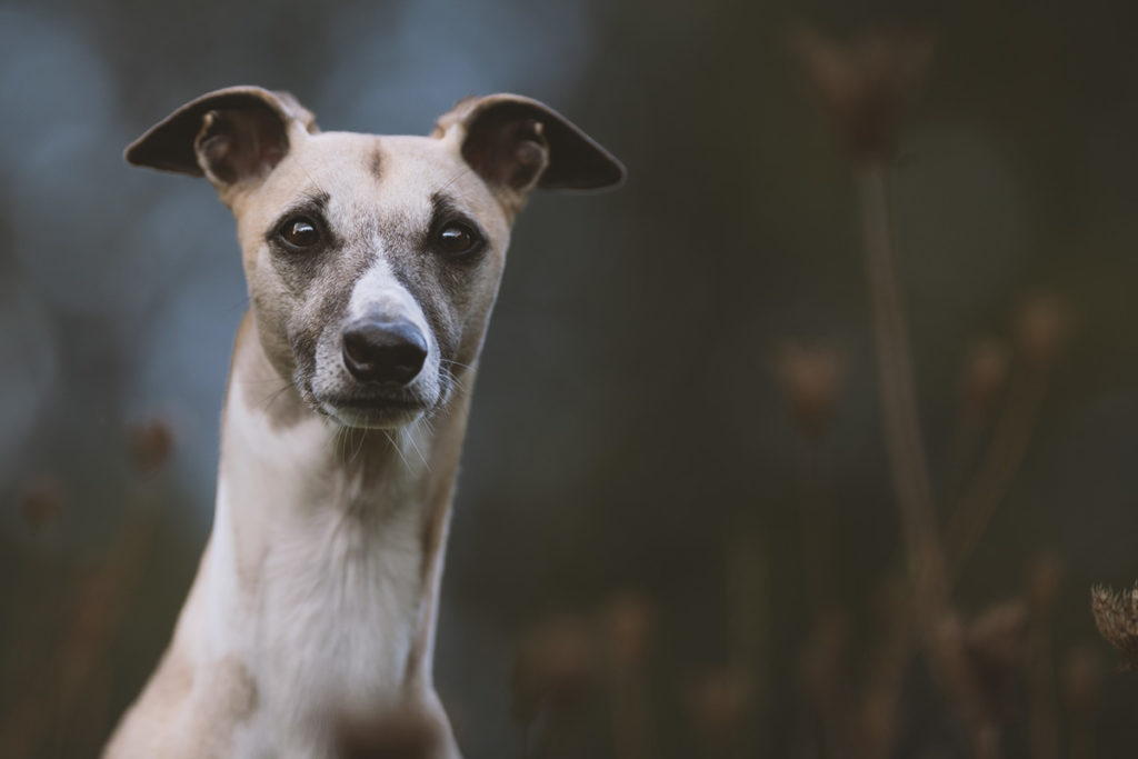 Mono, Whippet, Windhund, Jagd