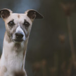 Mono, Whippet, Windhund, Jagd