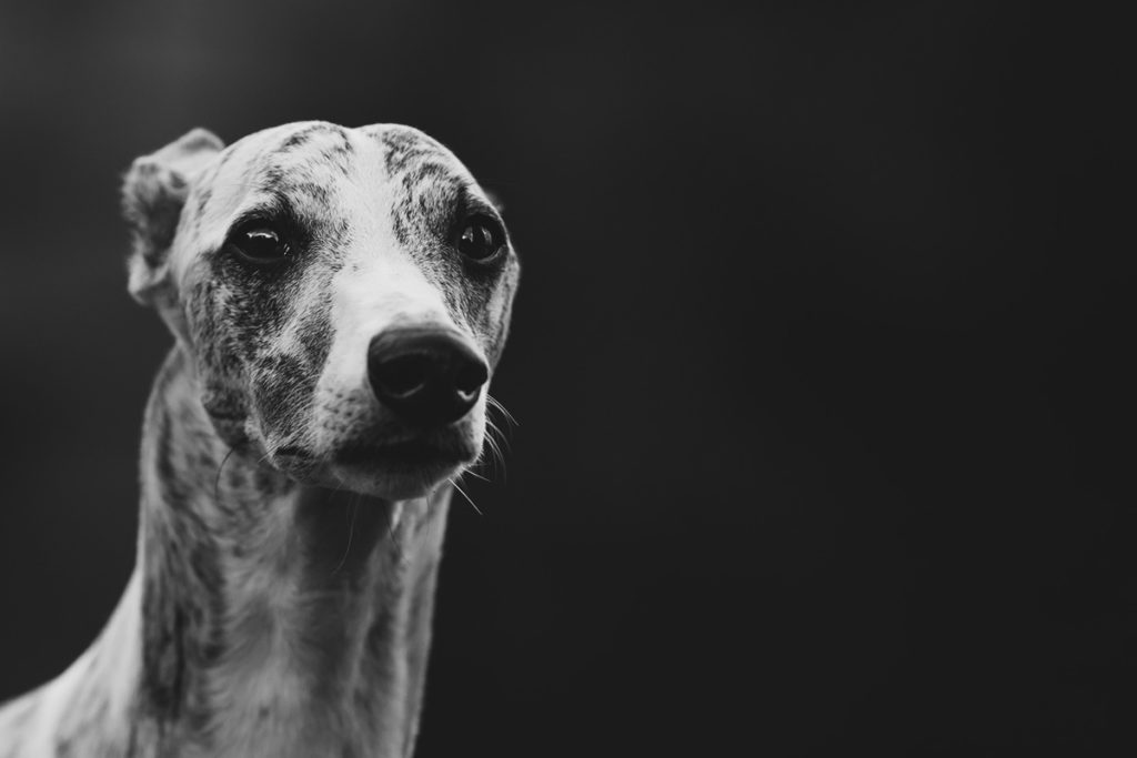 Danny, Whippet, Windhund, Portrait