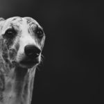 Danny, Whippet, Windhund, Portrait