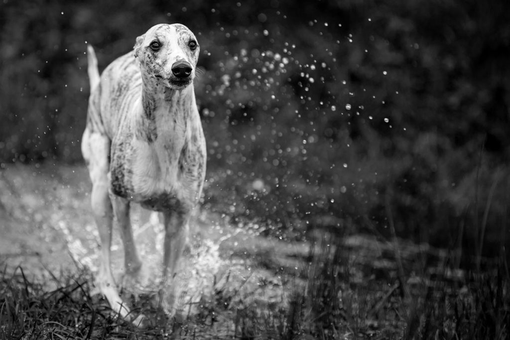 Whippet, Windhund