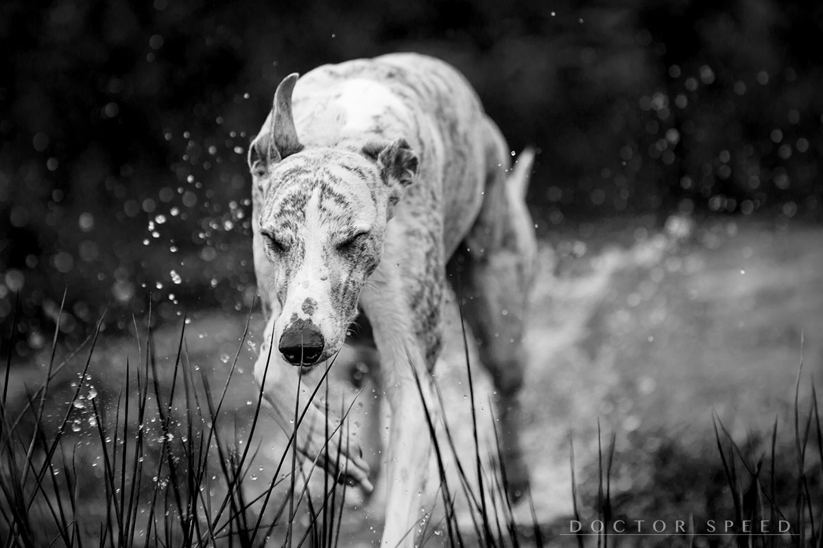 Whippet, Windhund, Sighthound