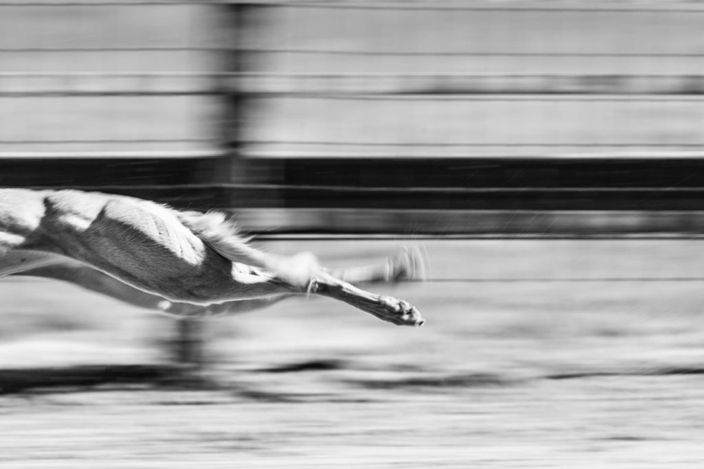 Whippet, Windhund, Rennen