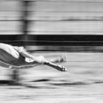 Whippet, Windhund, Rennen