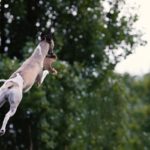 Whippet, Windhund, Freilauf, Spiel