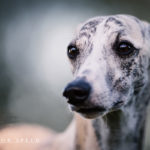 Canon, Whippet, Windhund, Sighthound