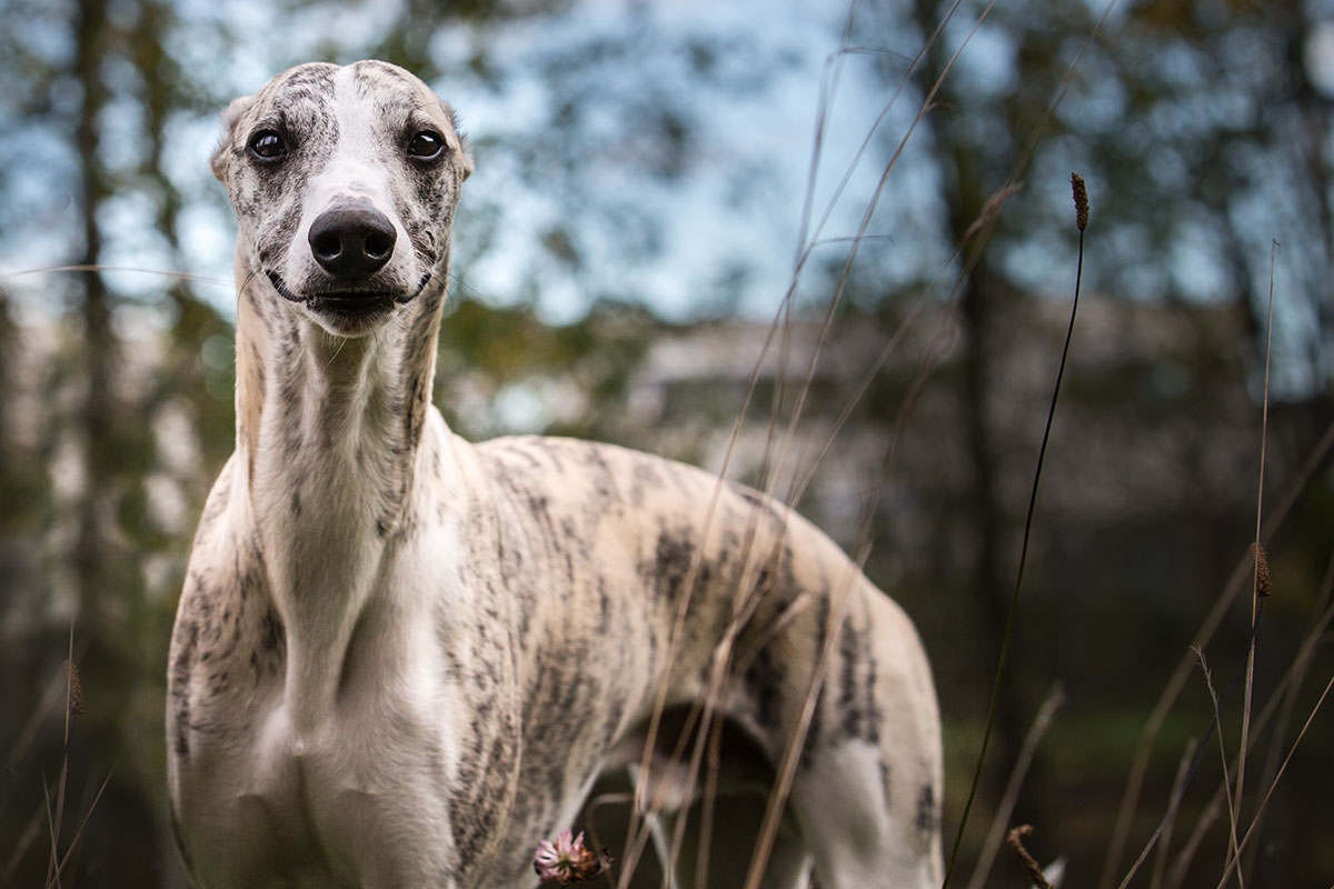 Whippet können grinsen, whippets can smile