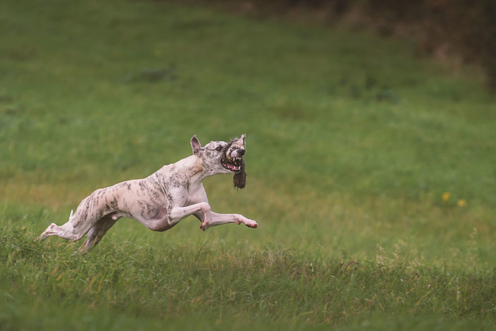 Whippet, Sighthound, Windhund, Danny