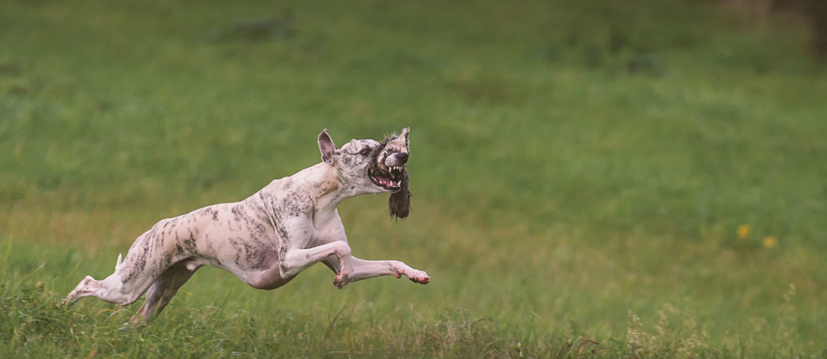 Whippet, Sighthound, Windhund, Danny