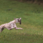 Whippet, Sighthound, Windhund, Danny