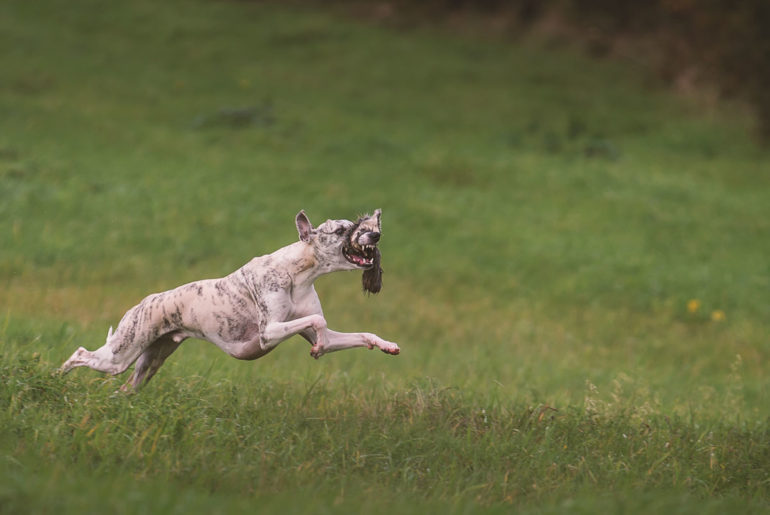 Whippet, Sighthound, Windhund, Danny