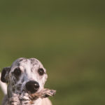 Danny, Whippet, Windhund, Sighthound