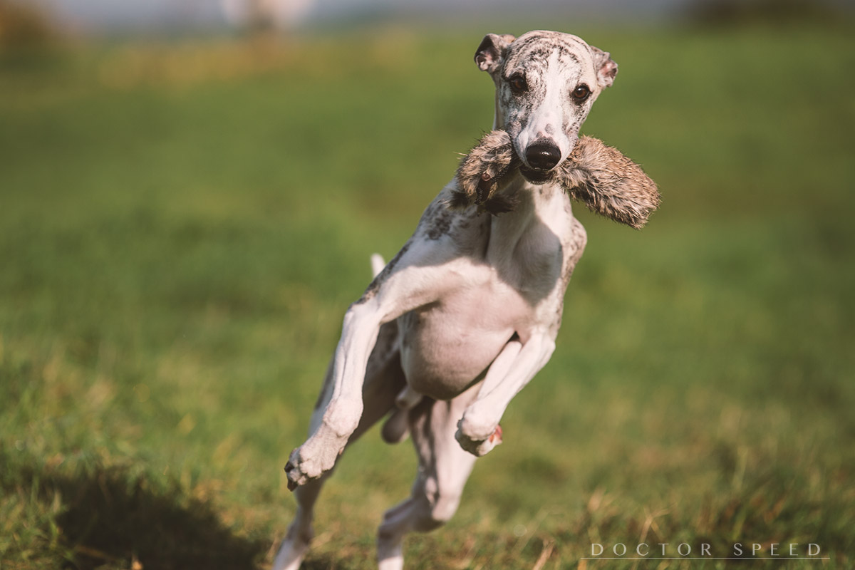 Whippet, Sighthound, Windhund, Danny