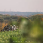 Whippet, Sighthound, Windhund, Danny