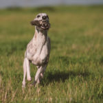 Whippet, Sighthound, Windhund, Danny