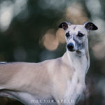Canon, Whippet, Windhund, Sighthound, Canon EF 200mm 1:2,0L IS USM
