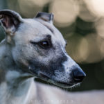 Canon EF 200mm 1:2,0L IS USM, USM, Mono, Whippet, Windhund, Sighthound