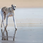 Mono am Strand - Whippet sollten ein sehr bodennahes, sparsames Gangwerk haben, mit viel Schub aus der Hinterhand und guten Vortritt. Ein Strand bei Ebbe ist ideal, um zu zeigen wie flach sie laufen.