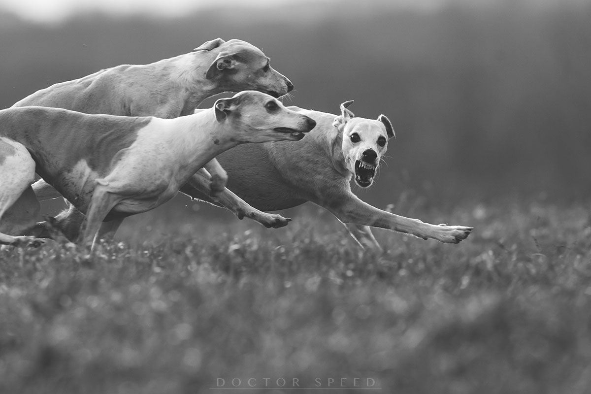 Whippet, Whippets