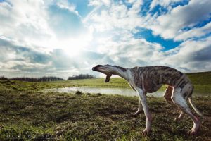 Canon EOS 5Ds, Test