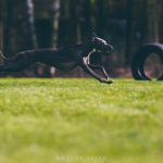 Wilma, Blissfull Joy of Lordly Essence, auf dem Coursing Feld
