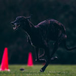 Galgo Espangnol auf dem Coursing-Feld