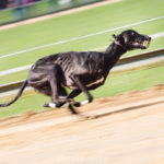 Greyhound auf der Bahn