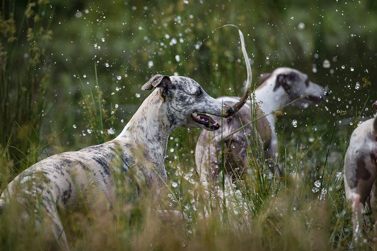 Wenn Hunde sich in Scheiße wälzen