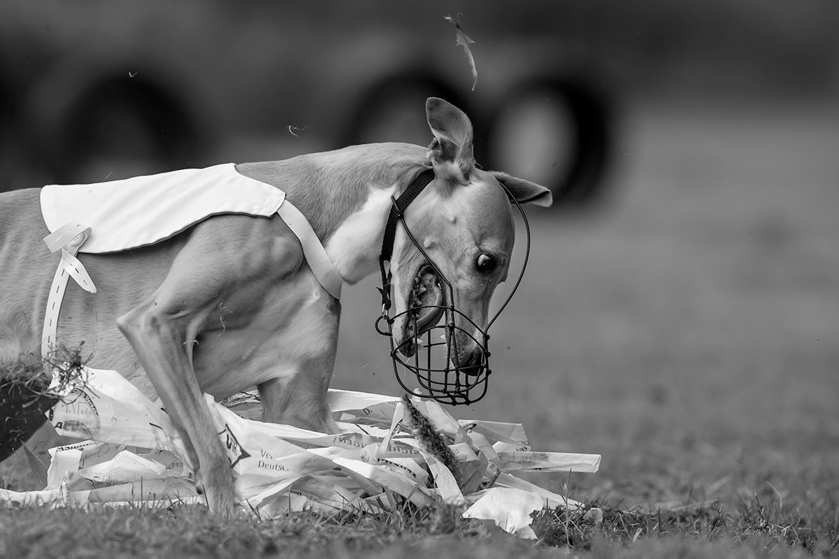 Die Einladung zum Whippetmeeting 2016