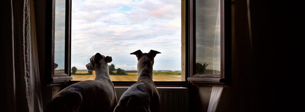 Mono und Danny am Fenster