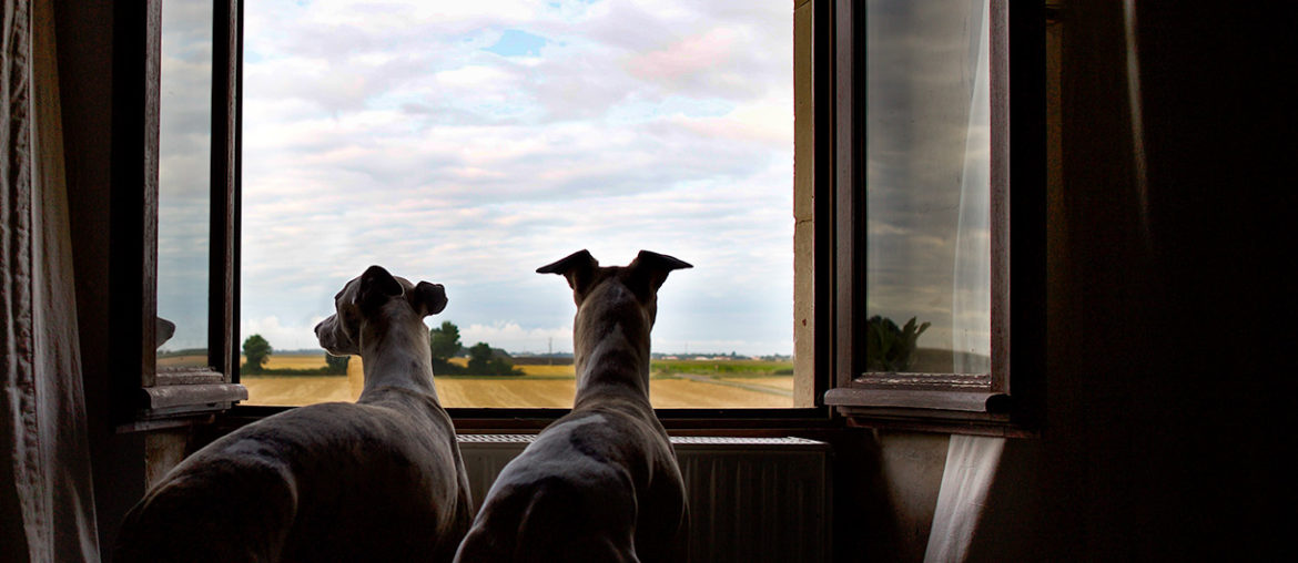 Mono und Danny am Fenster