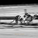 Whippets auf der Rennbahn. Hobbyrennen sind immer wieder ein Spaß für Hund und Halter.
