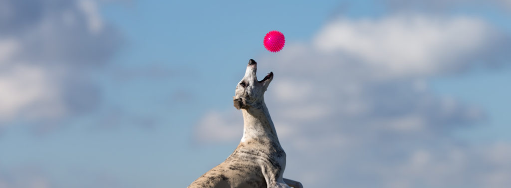 Danny checkt das mit dem Frisby nicht, aber der Ball ist sein Freund.