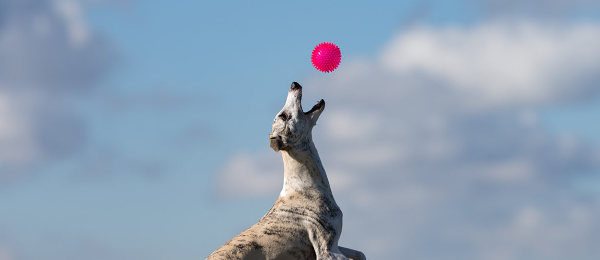 Danny checkt das mit dem Frisby nicht, aber der Ball ist sein Freund.