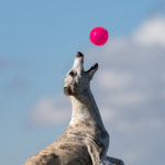 Danny checkt das mit dem Frisby nicht, aber der Ball ist sein Freund.