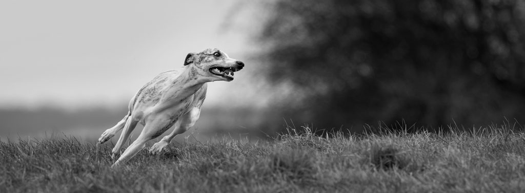 Whippets können frech und absolut unverfroren sein.