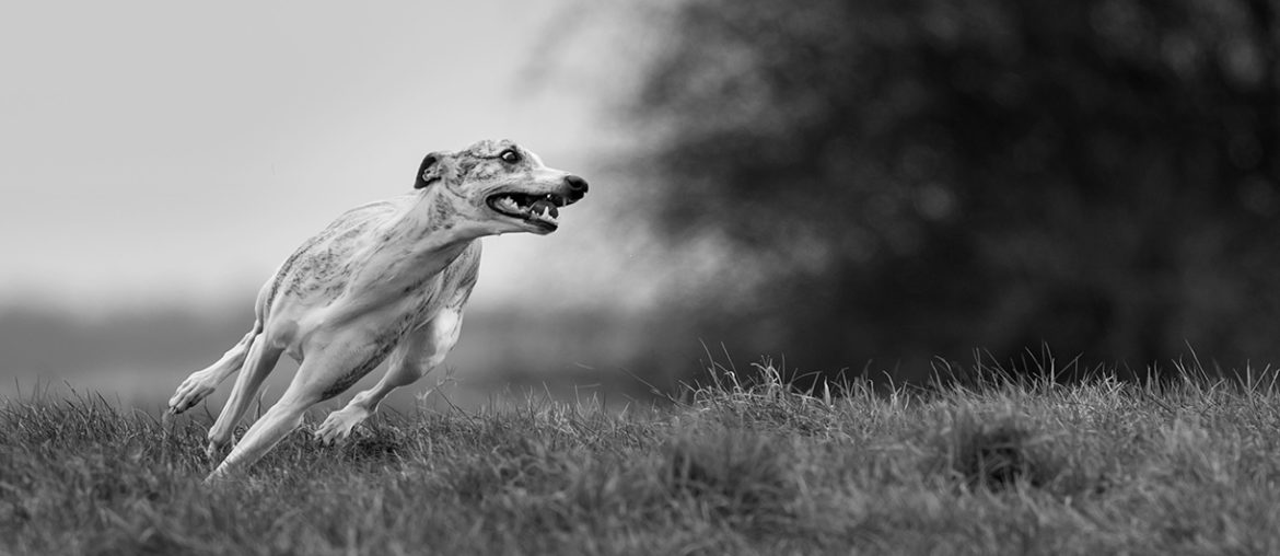 Whippets können frech und absolut unverfroren sein.