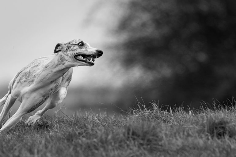 Whippets können frech und absolut unverfroren sein.