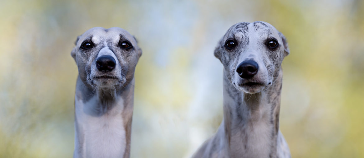 Der spontane Ohrverlust, befällt Whippets jeden Alters.