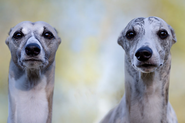 Der spontane Ohrverlust, befällt Whippets jeden Alters.