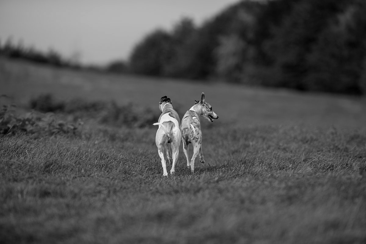 Schrankwand auf der Flucht