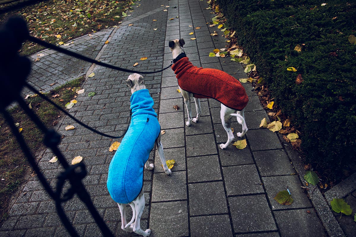 Danny und Mono in ihren Pullis, die bei Leinenspaziergängen Brustkorb und Rücken warm halten. 