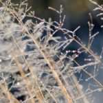 Ein paar Gräser auf unserer Halde - die Canon EOS 5D Mark IV hier mit dem Canon EF 85mm 1:1,2L II USM,