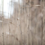 Ein paar Gräser auf unserer Halde - die Canon EOS 5D Mark IV hier mit dem Canon EF 85mm 1:1,2L II USM,