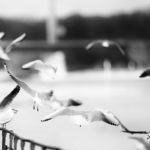 Möwen fliegen auf
