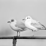 Möwe am Bonner Rheinufer