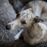 Die Fotos dieser Galerie sind so gut wie unbearbeitet und natürlich nicht entrauscht. ISO 500