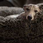ISO 640 - die Canon EOS 5D Mark IV
